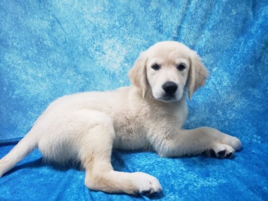 Golden Retriever DOG Female Golden 13538 Petland Pensacola, Florida