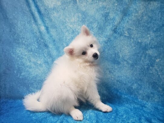 American Eskimo DOG Female White 13549 Petland Pensacola, Florida