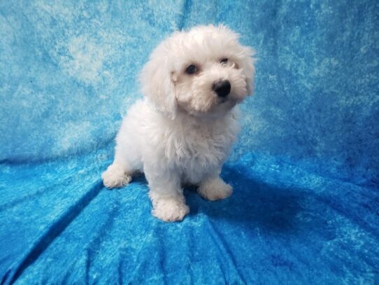 Bichon Frise DOG Male White 13553 Petland Pensacola, Florida