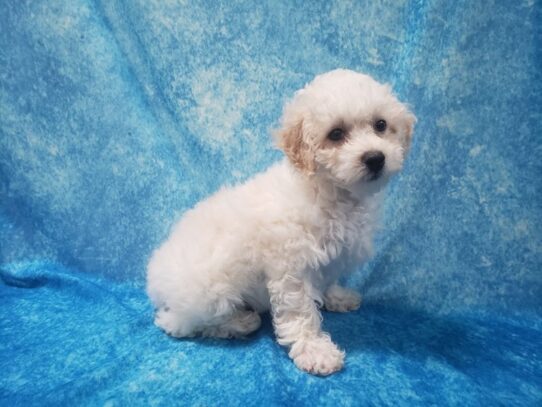 Bichonpoo-DOG-Male-Cream-13547-Petland Pensacola, Florida