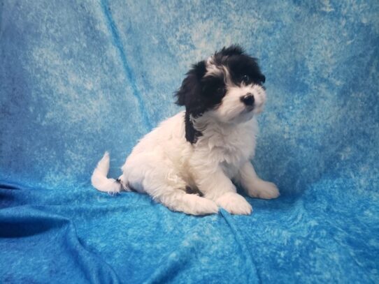 Havanese DOG Male black/white parti 13548 Petland Pensacola, Florida