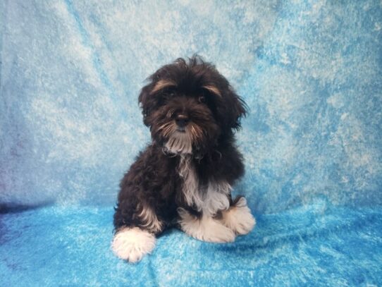 Havanese DOG Male blk white 13544 Petland Pensacola, Florida