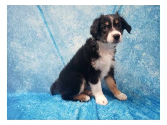 Mini Australian Shepherd DOG Female Tricolor 13554 Petland Pensacola, Florida