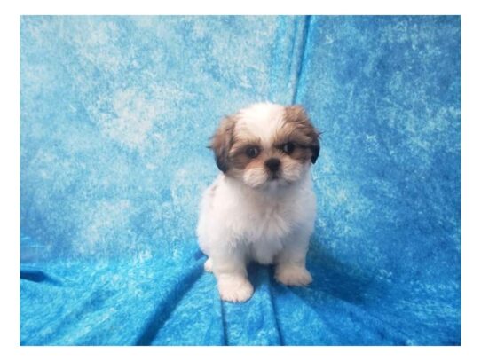 Shih Tzu DOG Female Gold/white parti 13550 Petland Pensacola, Florida