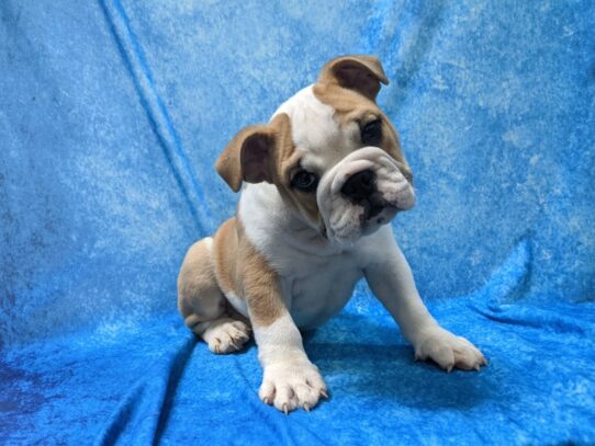 English Bulldog DOG Male Fawn Pied 13537 Petland Pensacola, Florida