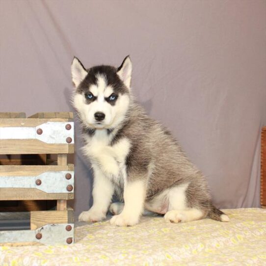 Siberian Husky DOG Female Black / White 1130 Petland Pensacola, Florida