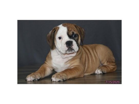 Olde English Bulldogge DOG Female Red / White 13559 Petland Pensacola, Florida