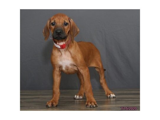 Rhodesian Ridgeback DOG Female Red 13557 Petland Pensacola, Florida