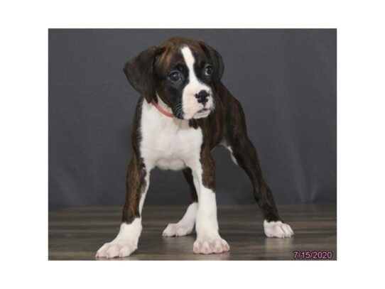 Boxer DOG Female Brindle 13555 Petland Pensacola, Florida