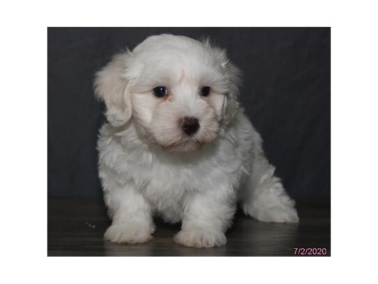 Coton De Tulear-DOG-Male-White-13558-Petland Pensacola, Florida