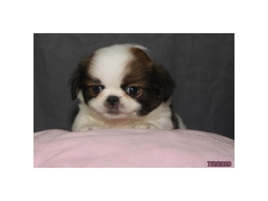 Japanese Chin DOG Female Chocolate / White 13556 Petland Pensacola, Florida