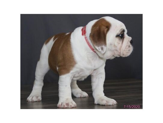 Olde Bulldog DOG Male Red / White 13560 Petland Pensacola, Florida