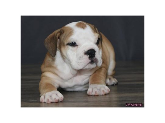 Bulldog DOG Male Red and white 13561 Petland Pensacola, Florida