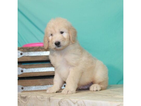 Poodle/Golden Retriever DOG Male Light Golden 13563 Petland Pensacola, Florida