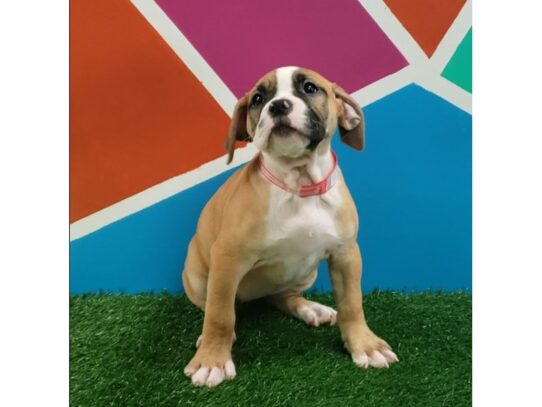 Olde Bulldog DOG Female Red & White 13678 Petland Pensacola, Florida