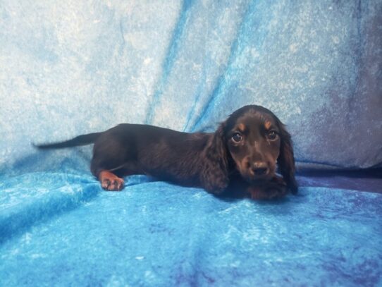 Dachshund DOG Female Black and Tan 13566 Petland Pensacola, Florida