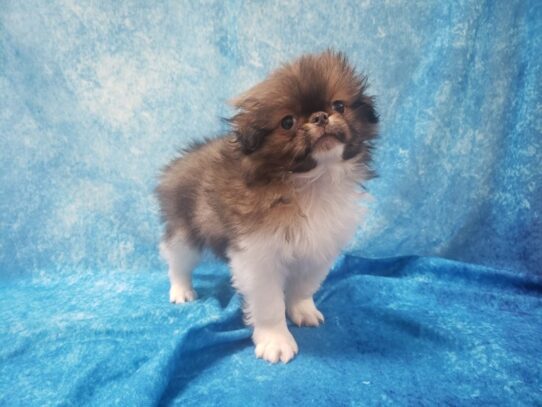 Japanese Chin DOG Male Sable and white 13564 Petland Pensacola, Florida