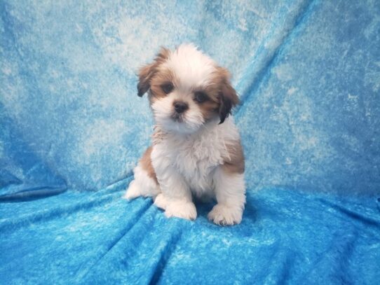 Lhasa Apso DOG Male Gold and white parti 13565 Petland Pensacola, Florida