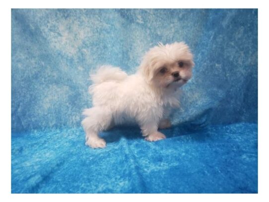 Maltese/Japanese Chin DOG Male cream 13567 Petland Pensacola, Florida