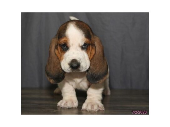 Basset Hound DOG Female Black Tan / White 13573 Petland Pensacola, Florida