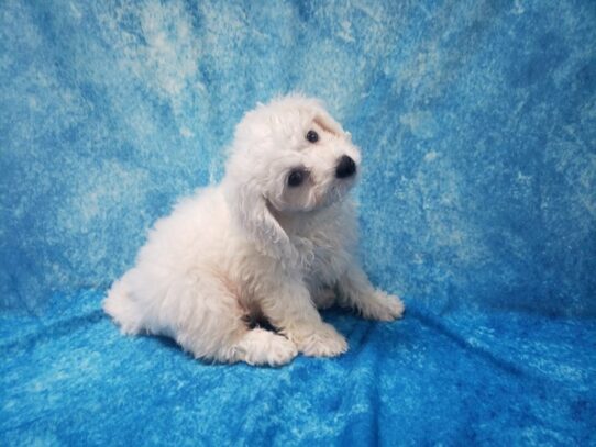 Bichon Frise DOG Female White 13570 Petland Pensacola, Florida