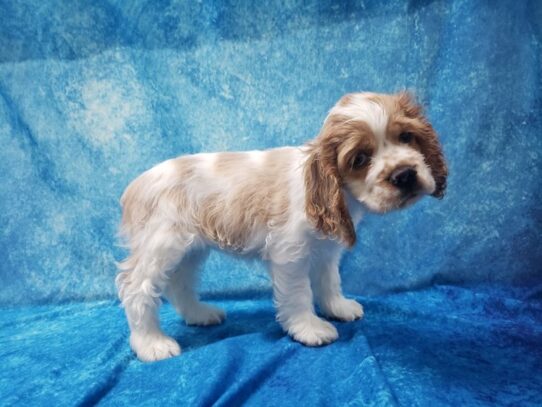 Cocker Spaniel DOG Female Buff / White 13575 Petland Pensacola, Florida