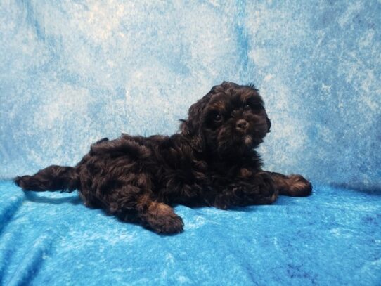 Lhasalier-DOG-Male-Tricolor-13571-Petland Pensacola, Florida