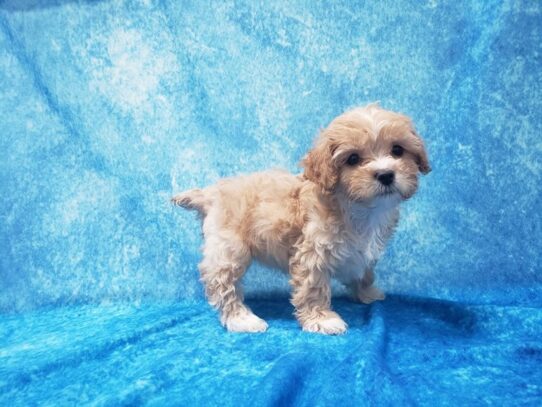 Lhasapoo DOG Female Cream 13572 Petland Pensacola, Florida