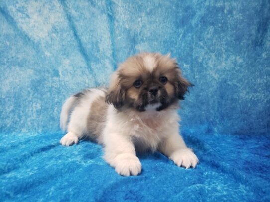 Pekingese DOG Male Sable / White 13576 Petland Pensacola, Florida