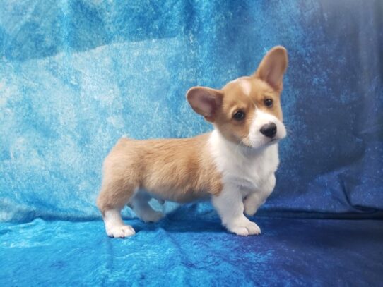 Pembroke Welsh Corgi DOG Male Red / White 13577 Petland Pensacola, Florida