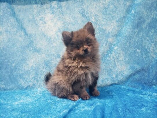 Pomeranian DOG Female Blue Merle 13578 Petland Pensacola, Florida