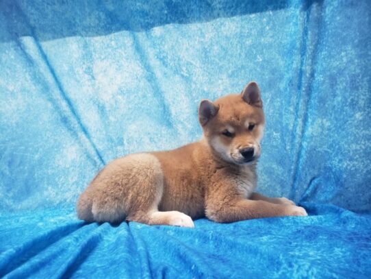 Shiba Inu DOG Male Red 13579 Petland Pensacola, Florida