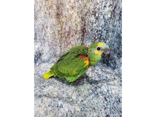 Blue Fronted Amazon-BIRD-Female-Green-13587-Petland Pensacola, Florida