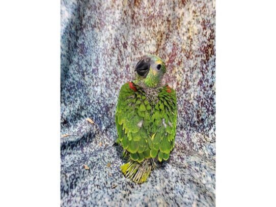 Blue Fronted Amazon-BIRD-Female-Green-13588-Petland Pensacola, Florida