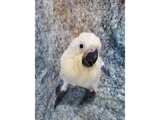 Umbrella Cockatoo BIRD Male White 13589 Petland Pensacola, Florida