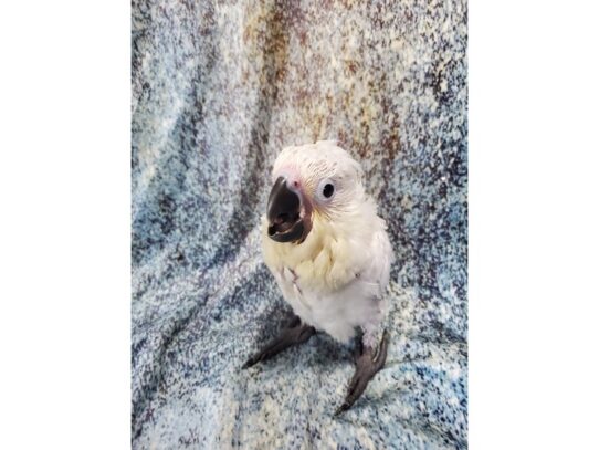 Umbrella Cockatoo BIRD Male White 13590 Petland Pensacola, Florida