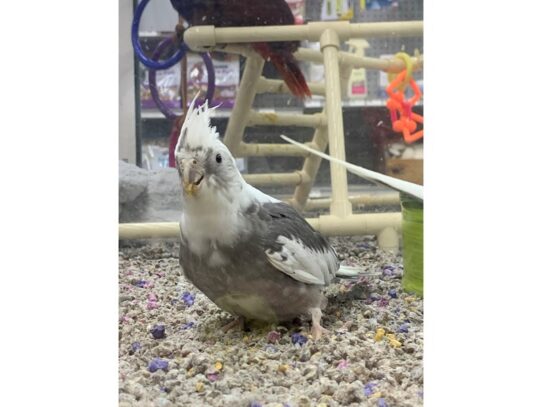 Cockatiel-BIRD-Male-White Face-13584-Petland Pensacola, Florida