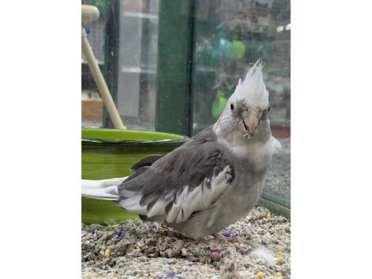 Cockatiel-BIRD-Male-White Face-13585-Petland Pensacola, Florida