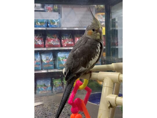 Cockatiel BIRD Male Normal 13586 Petland Pensacola, Florida