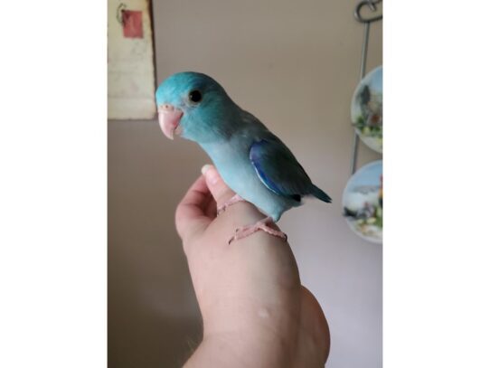 parrotlet-BIRD-Male-Blue-13591-Petland Pensacola, Florida