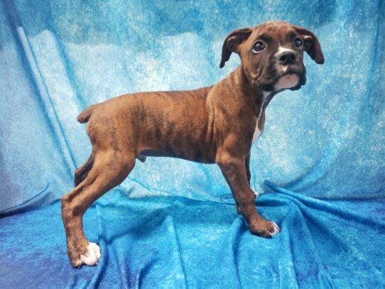 Boxer DOG Male Brindle 13574 Petland Pensacola, Florida