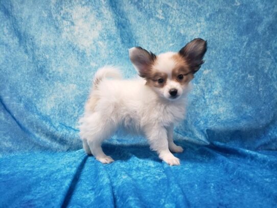 Papillon DOG Female Sable/white 13568 Petland Pensacola, Florida