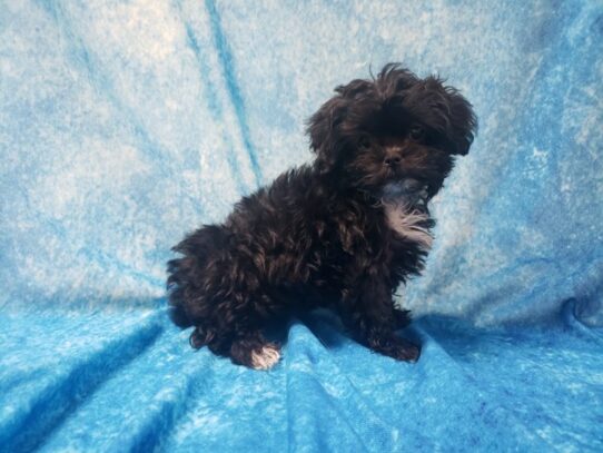 Shihpoo DOG Female Black 13569 Petland Pensacola, Florida