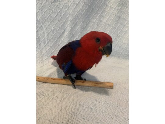 Eclectus-BIRD-Female--13593-Petland Pensacola, Florida