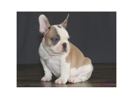 French Bulldog DOG Female Blue Fawn / White 13595 Petland Pensacola, Florida