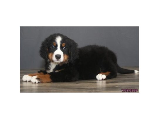 Bernese Mountain Dog-DOG-Female-Black Rust / White-13594-Petland Pensacola, Florida