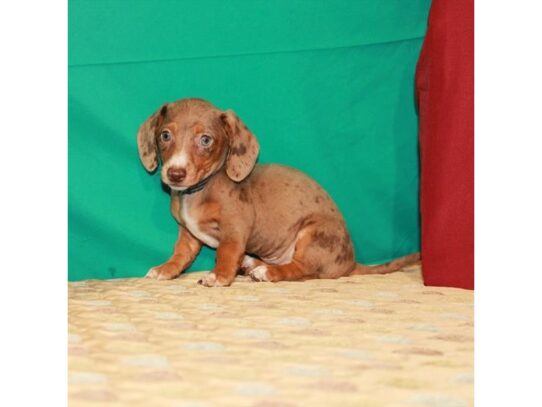 Dachshund DOG Female Chocolate / Tan 13596 Petland Pensacola, Florida