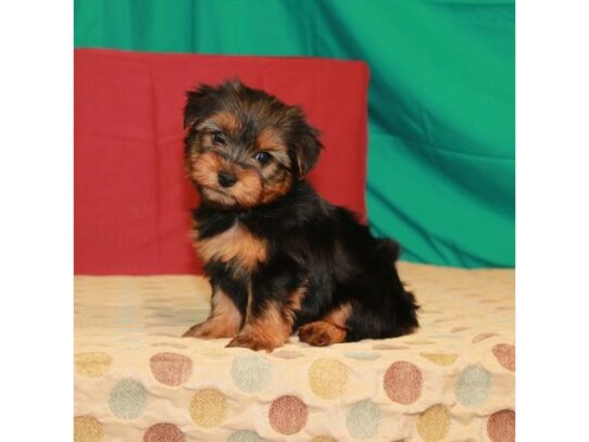 Yorkshire Terrier DOG Female Black / Tan 13598 Petland Pensacola, Florida