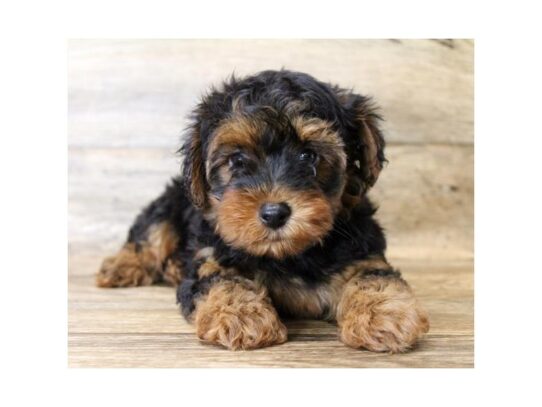 Poodle/Silky Terrier DOG Male Black / Tan 13599 Petland Pensacola, Florida