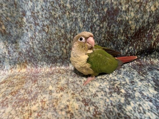 Green Cheek Conure-BIRD-Male-Cinnamon-13603-Petland Pensacola, Florida